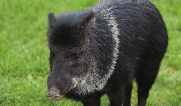 巴中野猪爆料事件始末最新消息,真相大白，幕后黑手浮出水面